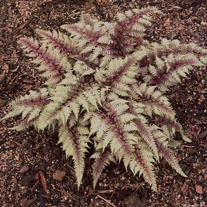 Athyrium niponicum 'Regal Red'