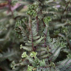 Athyrium niponicum 'Crested Surf'