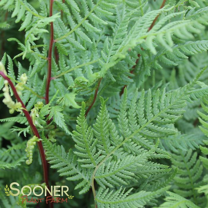 LADY IN RED FERN