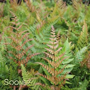 Dryopteris erythrosora ''