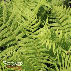 OSTRICH FERN