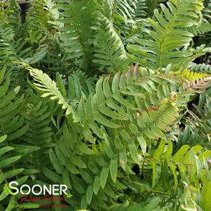 Polystichum munitum ''