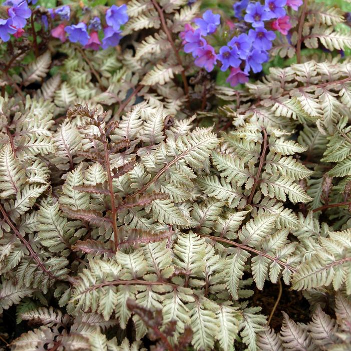 PEWTER LACE FERN