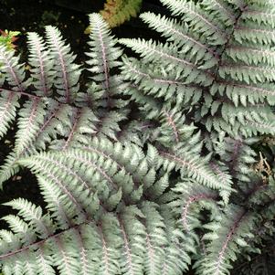 Athyrium niponicum 'Pewter Lace'