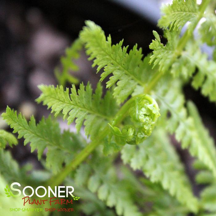 VICTORIA LADY FERN