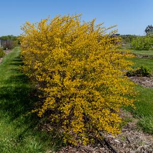 Physocarpus opulifolius 'ZLENora'