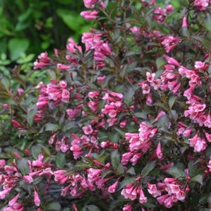 FINE WINE® WEIGELA