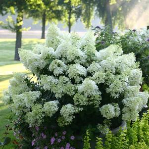 Hydrangea paniculata 'ILVOBO'