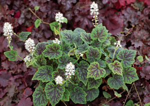 APPALACHIAN TRAIL FOAM FLOWER