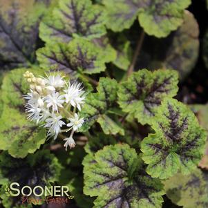 Tiarella x 'Running Tapestry'