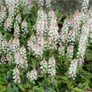 Tiarella x 'Sugar and Spice'