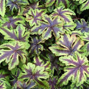 Tiarella x 'Jeepers Creepers'