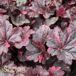 Heuchera x 'Midnight Rose'