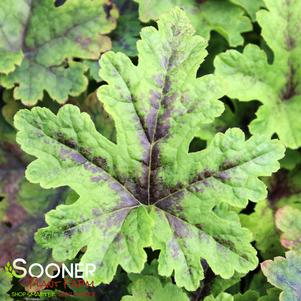 Tiarella x 'Fingerpaint'