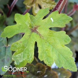 Tiarella x 'Spring Symphony'