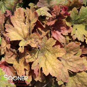 Heucherella x 'Sweet Tea'