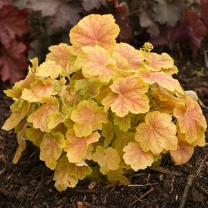 Heuchera villosa 'Tiramisu'