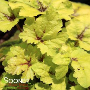 Heucherella x 'Catching Fire'