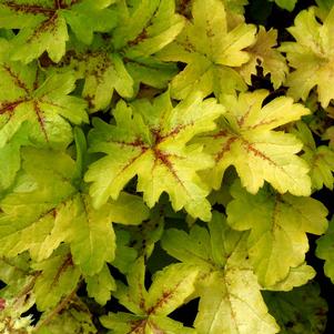 Heucherella x 'Gold'