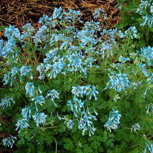 Corydalis flexuosa 'Blue Panda'