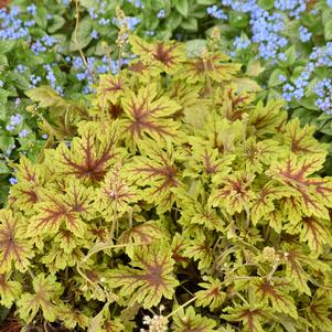 Heucherella x 'Capture the Flag'