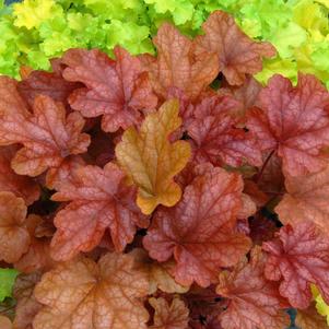 Heuchera x 'Peach Flambe'