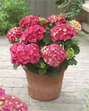 FOREVER & EVER® RED SENSATION HYDRANGEA