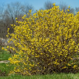 Forsythia x 'UMNFOR01'