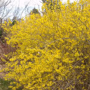 Forsythia x 'Meadowlark'