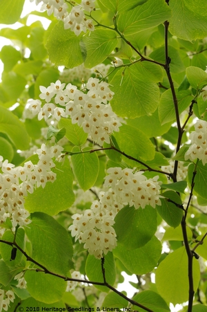 FRAGRANT SNOWBELL