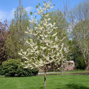 Halesia carolina 'UConn Wedding Bells'