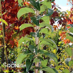 Chionanthus retusus 'Tokyo Tower'