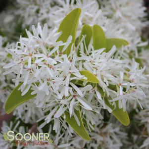 Chionanthus virginicus ''