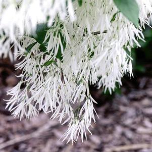 Chionanthus retusus 'Arnold's Pride'