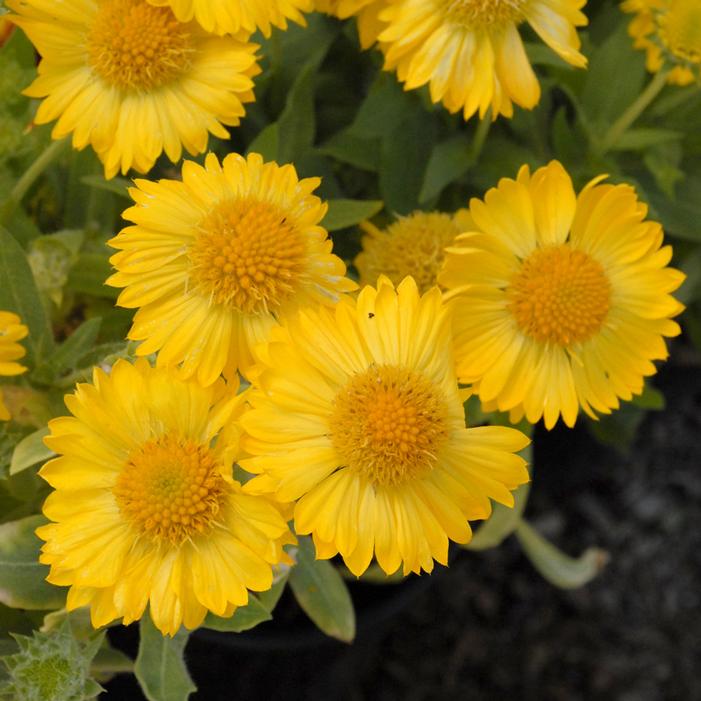 MESA™ YELLOW BLANKET FLOWER