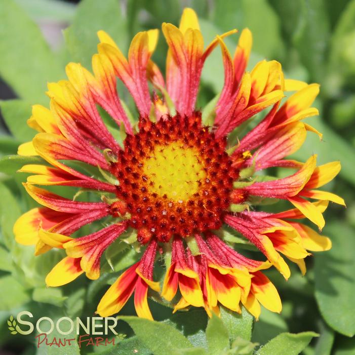 SUN DEVIL BLANKET FLOWER