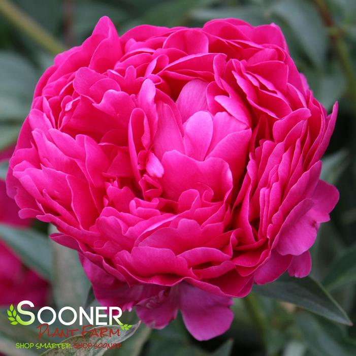 Image property of Sooner Plant Farm, Inc.
