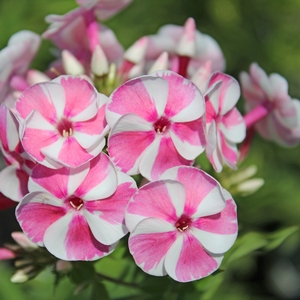 BAMBINI™ CANDY CRUSH GARDEN PHLOX