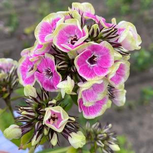 Phlox paniculata 'Orchid Yellow'