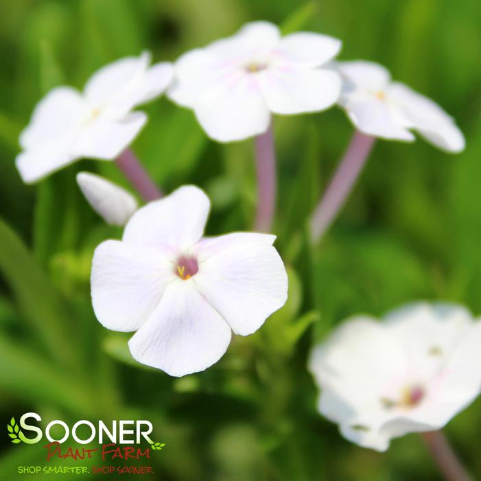 FASHIONABLY EARLY CRYSTAL GARDEN PHLOX