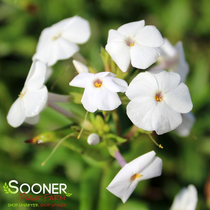 Image Property of Sooner Plant Farm