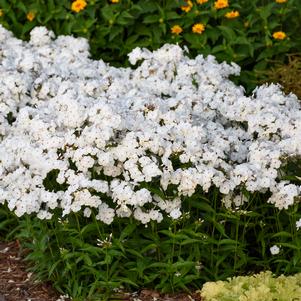 Phlox x 'Opening Act White'