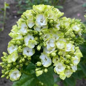 Phlox paniculata 'Orchid Green'