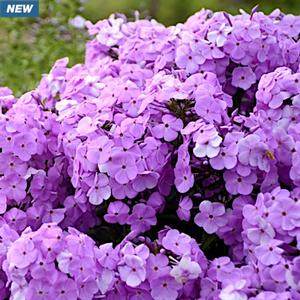 FASHIONABLY EARLY PRINCESS GARDEN PHLOX