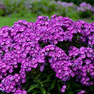 Phlox paniculata 'Laura'