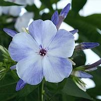 FLAME® BLUE GARDEN PHLOX