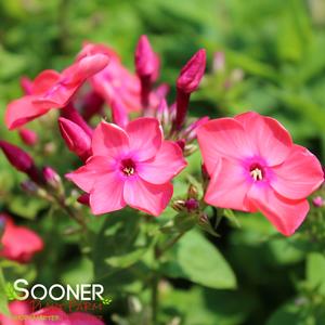 FLAME® CORAL GARDEN PHLOX