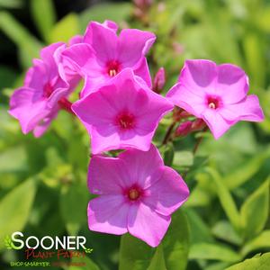 FLAME® PINK GARDEN PHLOX