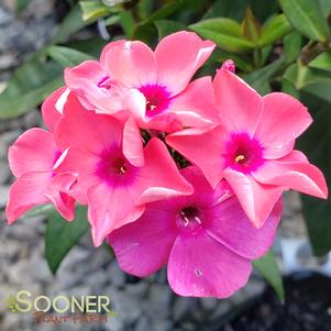 Phlox paniculata 'Ditomdre'