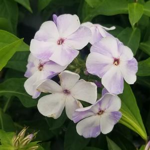 Phlox paniculata 'Flame Blue'